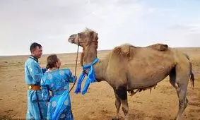 ماجرای فرار یک شتر باوفا | حیوانی که پس از ۹ ماه به خانه بازگشت