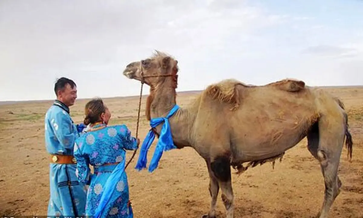 ماجرای فرار یک شتر باوفا | حیوانی که پس از ۹ ماه به خانه بازگشت