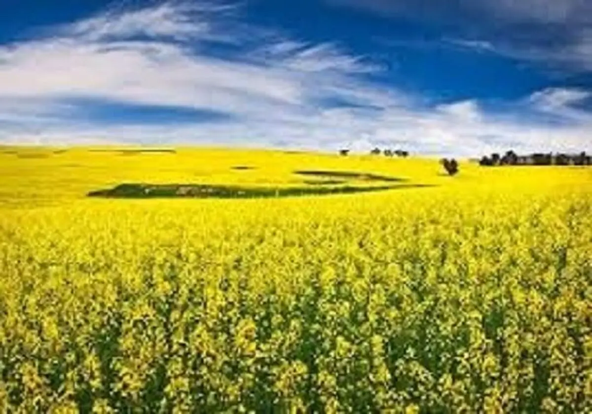 پیش بینی تولید ۲ هزار و ۵۰۰ تن کلزا در لرستان