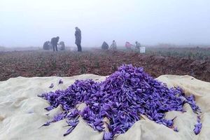صادرات ۳۷ تن زعفران/۹۴ درصد تولید دنیا در ایران است