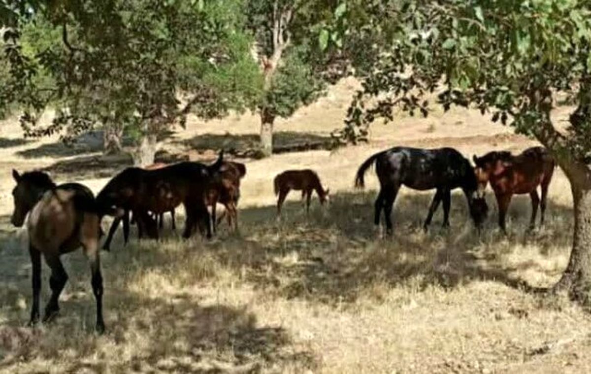 حضور اسبهای سرگردان در منطقه حفاظت شده «دینارکوه» آبدانان
