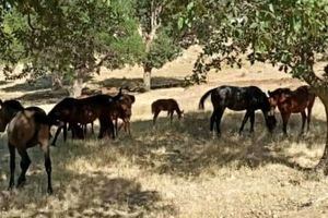 حضور اسب‌های سرگردان در منطقه حفاظت شده «دینارکوه» آبدانان