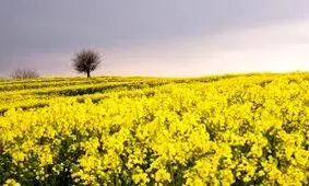 ۳۲۰ تن کلزا از مزارع کشاورزی تربت‌حیدریه برداشت شد