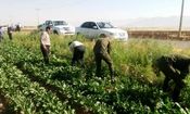انهدام ۲ هکتار کشت شاهدانه در نهاوند