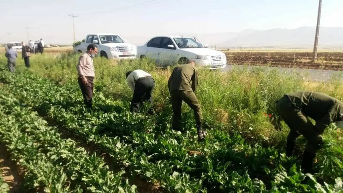 انهدام ۲ هکتار کشت شاهدانه در نهاوند
