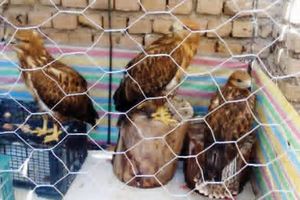 دستگیری متخلف خرید و فروش پرندگان شکاری در شهرستان جلفا