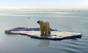 گرما خرس‌های قطبی را به فضای شهر کشاند