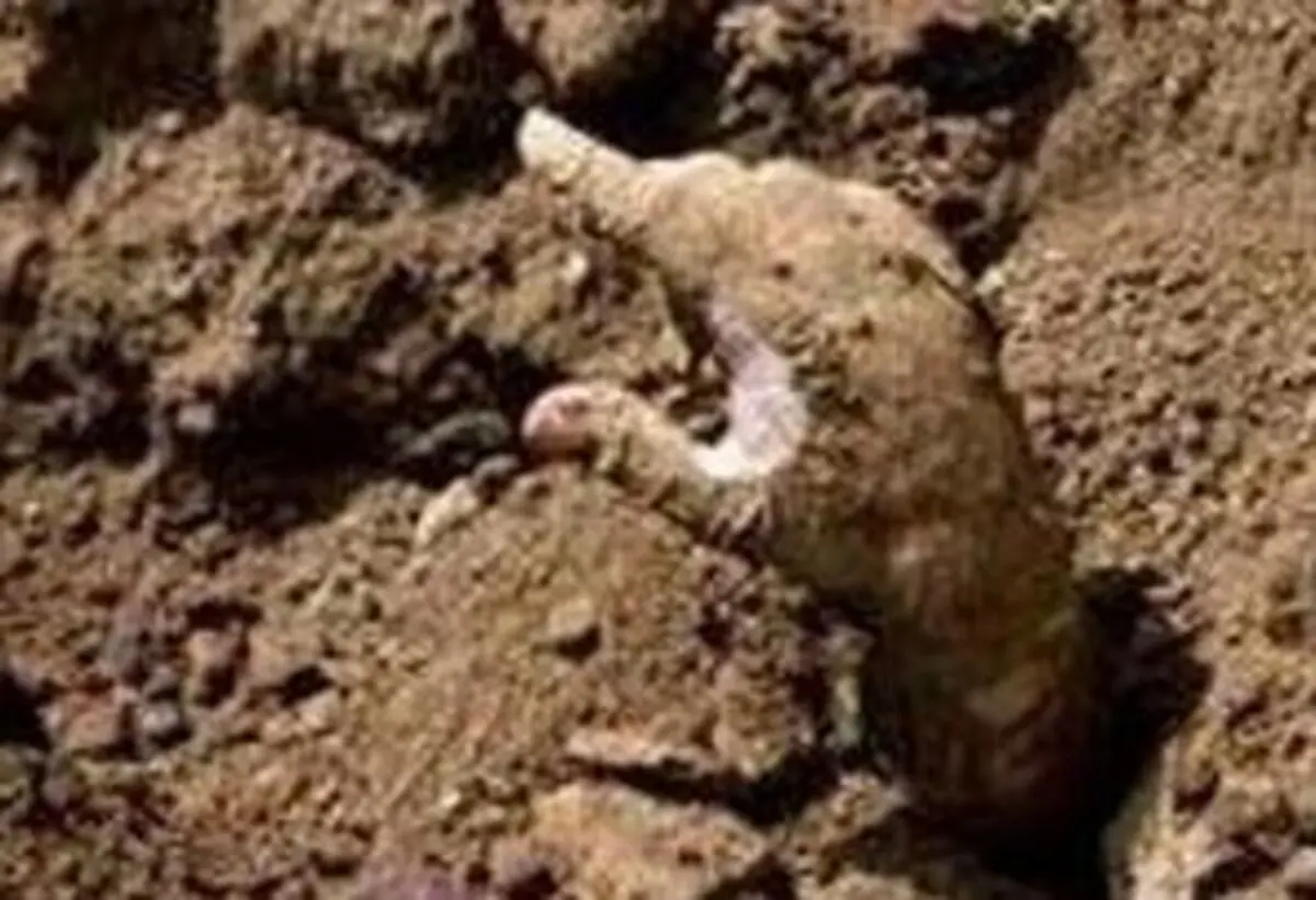 مرد مصری ۴ ماه بعد از خاکسپاری، زنده یافت شد!