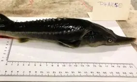 خلق تصادفی یک ماهی ترکیبی از ۲ گونه در خطر انقراض!