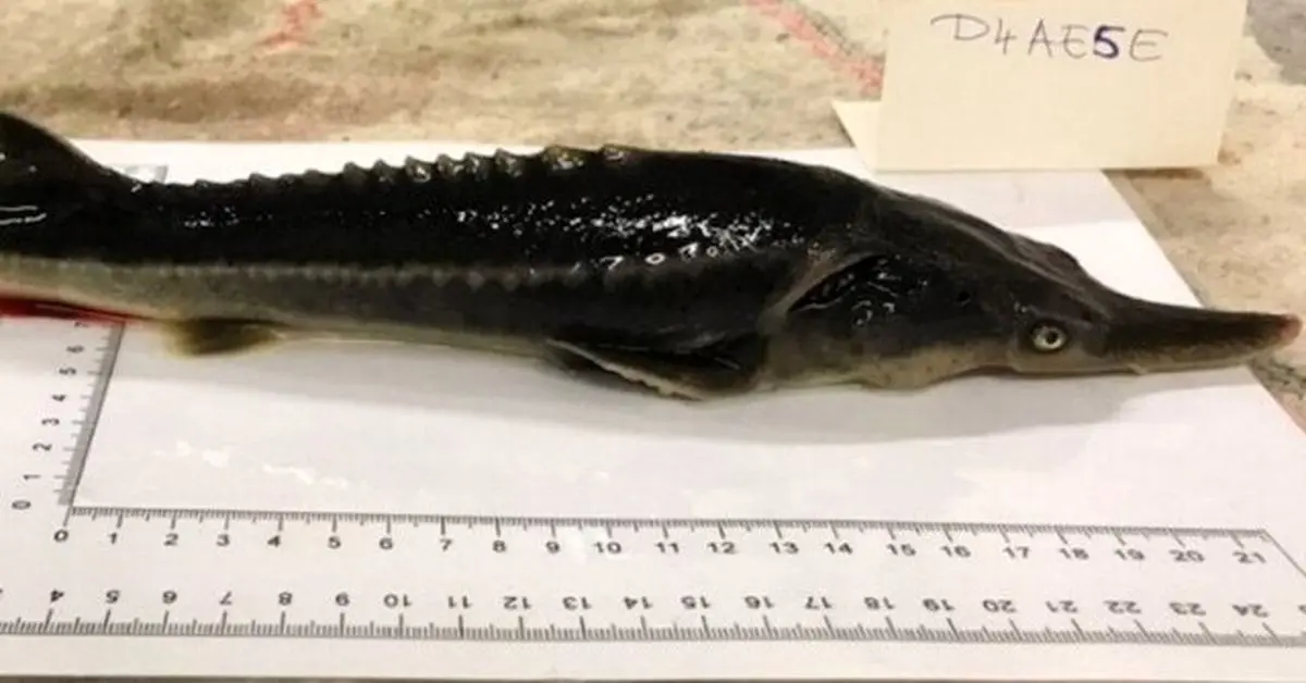 خلق تصادفی یک ماهی ترکیبی از ۲ گونه در خطر انقراض!