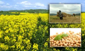 ۱۰۰ درصد بهای کلزاکاران گلستانی پرداخت شد