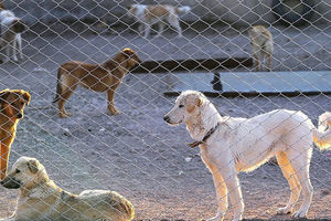 اختصاص هزینه اتلاف سگ‌های ولگرد به انجمن حمایت از حیوانات شهر بهار