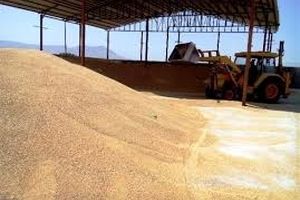 خرید بیش از ۱۰۰ هزار تن گندم در زنجان