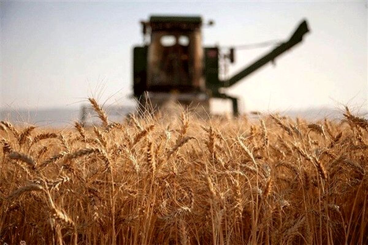 کار برداشت گندم در سیستان وبلوچستان به اتمام رسید