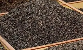 کشف بیش از۳۰۰۰ تن چای فاسد در لنگرود