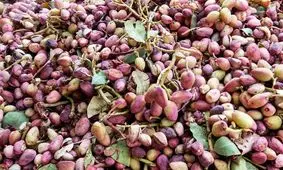 صادرات ۱۵۴ میلیون دلاری پسته در سه ماه بهار