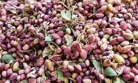 صادرات ۱۵۴ میلیون دلاری پسته در سه ماه بهار