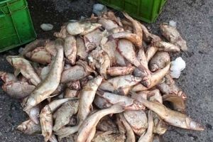 کشف و ضبط ۳۷۰۰ قطعه ماهی رودخانه‌ای قاچاق در مرند