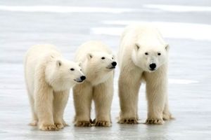 خرس‌های قطبی ممکن است تا ۲۱۰۰ منقرض شوند