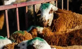ذبح دام در عید قربان امسال چگونه انجام می‌شود؟