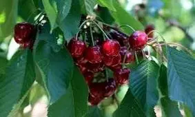 برداشت محصول گیلاس دراصفهان ۱۰ درصد افزایش یافت