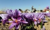 رشد ۱۵ درصدی تولید طلای سرخ در راه است