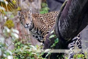 گرسنگی در ونزوئلا؛ کشتن یوزپلنگ در حال انقراض برای ناهار