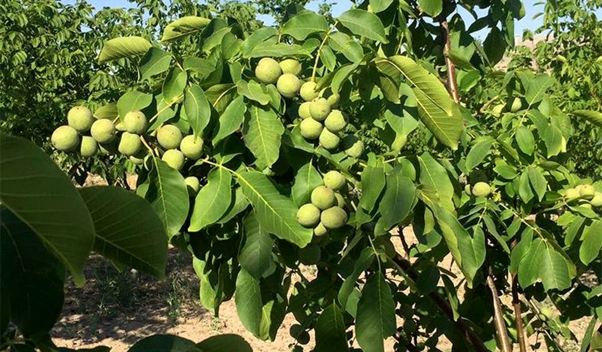 ممنوعیت فروش گردو پوست سبز در نهاوند