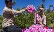 افزایش ۴۰ درصدی تولید گل محمدی در همدان