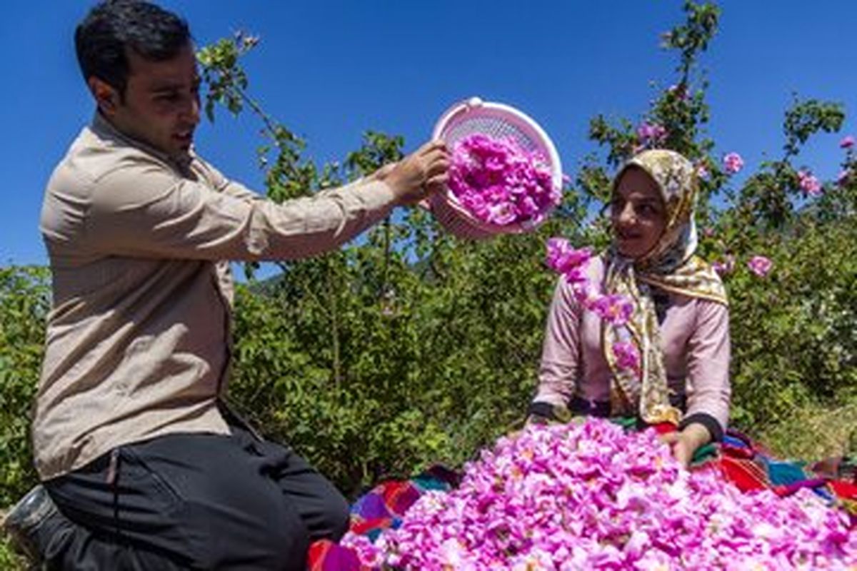 افزایش ۴۰ درصدی تولید گل محمدی در همدان
