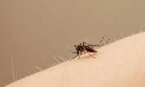 گزش حشرات و آنچه باید در مورد آن بدانید