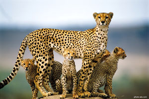 تولد ۴بچه چیتا در باغ وحشِ اتریش