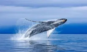 حمله نهنگ مادر به دو شناگر برای دفاع از فرزندش / ویدئو