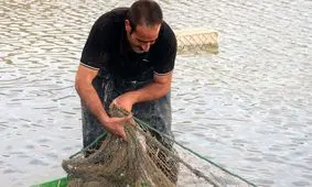 اجرای طرح پرورش ماهیان گرمابی در ۱۰۵ هکتار از آب بندان های آستانه
