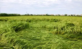 خسارت بارش شدید باران به ۳۰ درصد از شالیزارهای آستارا