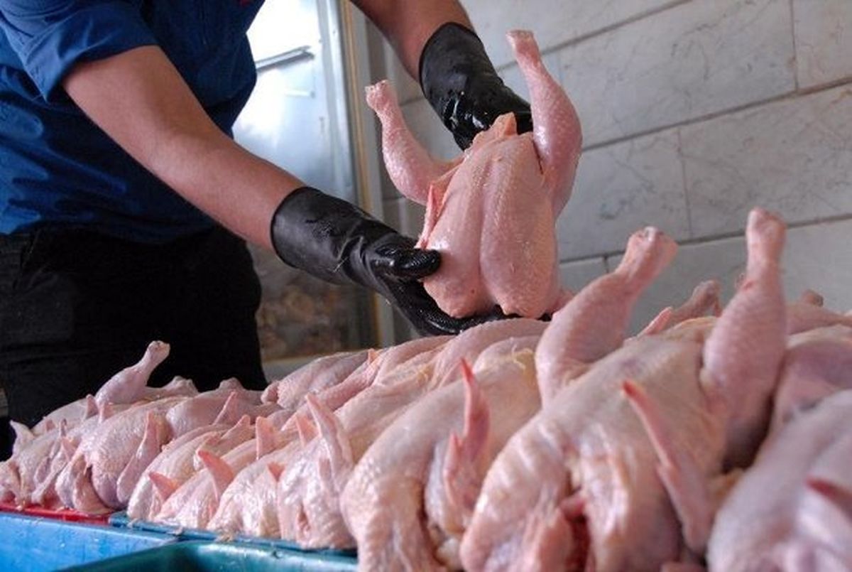 ۵ هزار تن مرغ از محل ذخایر در حال توزیع در بازار است