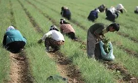 ۲۲ تن زیره از زمین‌های کشاورزی زنجان برداشت شد