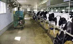 دامپزشکی استان مرکزی نسبت به احتمال شیوع بیماری تب سه روزه هشدار داد