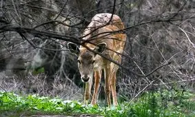 رهاسازی گوزن دربند، در اسدآباد