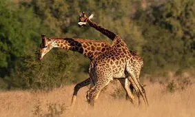 نبرد خونین و حیرت انگیز دو زرافه نر در آفریقای جنوبی + ویدئو