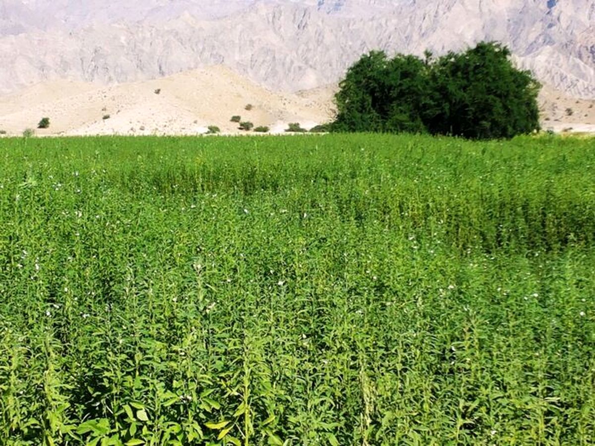 کشت کنجد در پارسآباد مغان افزایش یافت