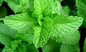 اثرات آبیاری گیاه نعنا با فاضلاب حاوی فلزات سنگین بر سلامت