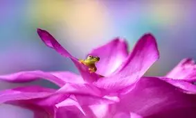 برندگان جایزه جهانی عکاسی ماکرو معرفی شدند / تصاویر