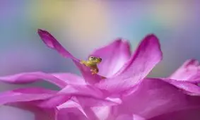 برندگان جایزه جهانی عکاسی ماکرو معرفی شدند / تصاویر