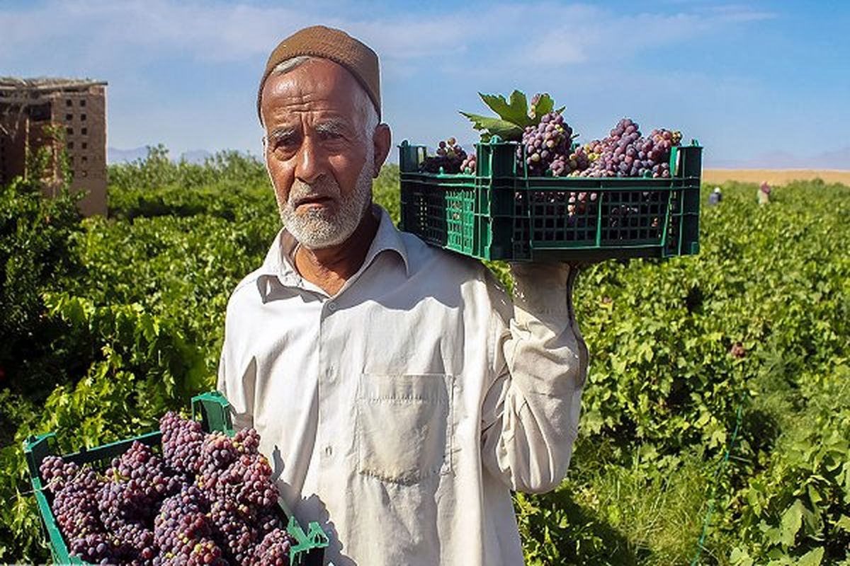 یک هزار و ۶۰۰ تن انگور یاقوتی از باغات گیلانغرب برداشت شد