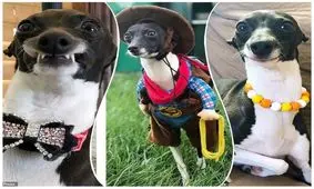 پنلوپه؛ سگی که به خاطر چهره خنده‌دارش ستاره اینستاگرام شده