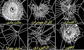 تاثیر مواد مخدر بر تنیدن تار عنکبوت ها