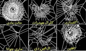 تاثیر مواد مخدر بر تنیدن تار عنکبوت ها