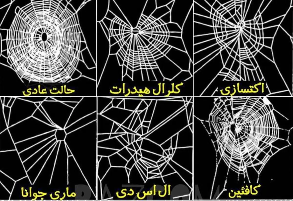 تاثیر مواد مخدر بر تنیدن تار عنکبوت ها