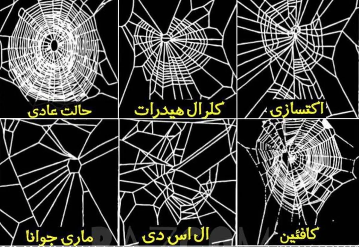 تاثیر مواد مخدر بر تنیدن تار عنکبوت ها